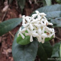 Ixora thwaitesii Hook.f.